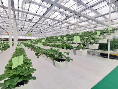 徐州丰县 智慧兴农打造富民“数字化作物工厂”