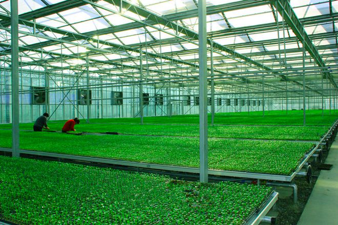 鲜食番茄黄瓜擂台赛丨走进北京·通州农业科技研发前沿