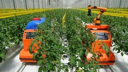 寿光建起国内最大单体8万平米智能温室,比荷兰模式降低一半耗能